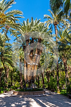 Palm groves at Huerto del Cura garden in Elche photo