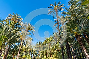 Palm groves at Huerto del Cura garden in Elche photo