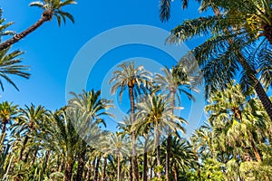 Palm groves at Huerto del Cura garden in Elche photo