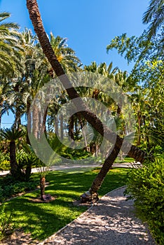 Palm groves at Huerto del Cura garden in Elche photo