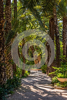 Palm groves at Huerto del Cura garden in Elche photo