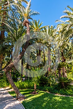 Palm groves at Huerto del Cura garden in Elche photo