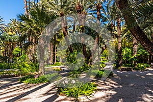 Palm groves at Huerto del Cura garden in Elche photo