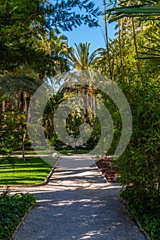 Palm groves at Huerto del Cura garden in Elche photo