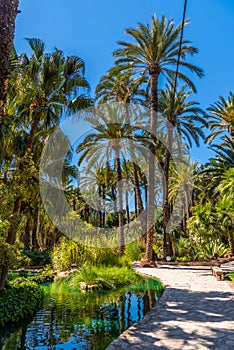 Palm groves reflected on a pond in Huerta del Cura garden in Elche, Spain