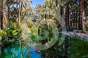 Palm groves reflected on a pond in Huerta del Cura garden in Elche, Spain