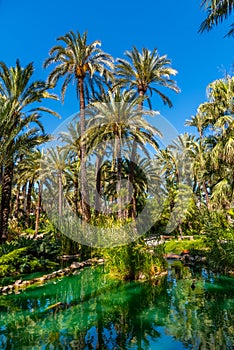 Palm groves reflected on a pond in Huerta del Cura garden in Elche, Spain