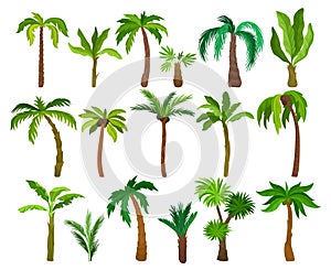 Palm Growth Plants with Frond Leaves on Top of Unbranched Stem Big Vector Set photo