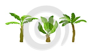 Palm Growth Plants with Frond Leaves on Top of Unbranched Stem Vector Set photo