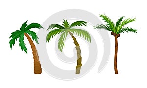 Palm Growth Plants with Frond Leaves on Top of Unbranched Stem Vector Set photo
