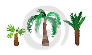 Palm Growth Plants with Frond Leaves on Top of Unbranched Stem Vector Set photo