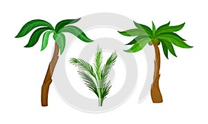 Palm Growth Plants with Frond Leaves on Top of Unbranched Stem Vector Set photo