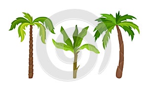 Palm Growth Plants with Frond Leaves on Top of Unbranched Stem Vector Set photo