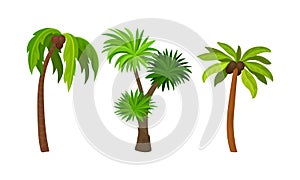 Palm Growth Plants with Frond Leaves on Top of Unbranched Stem Vector Set photo