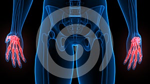 Palm Hand Bone Joints of Human Skeleton System Anatomy X-ray 3D rendering