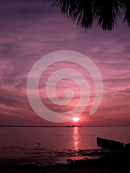 Palm Harbor Sunset photo
