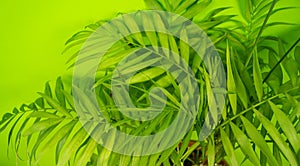 Palm home flower of green color. Light green background photo