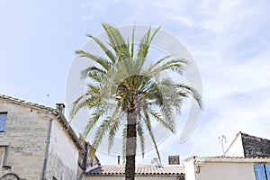 Palm and house