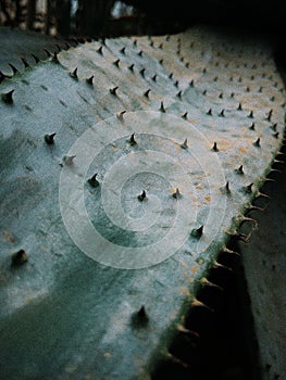 palm house leafe photo