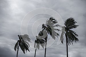 Palm at hurricane.