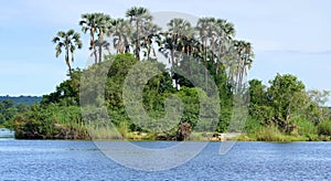 Palm Island in the Zambezi River near Victoria Falls, Zimbabwe