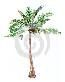 Palm isolated on a white background