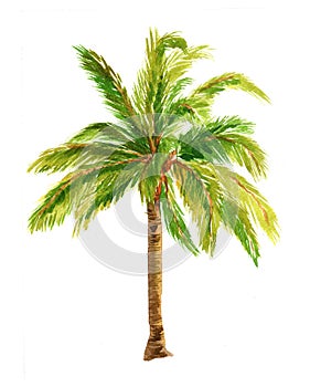 Palm isolated on a white background