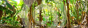 Palm jungle panorama