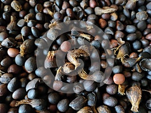Palm kernal seeds with uncracked kernals and thick shells