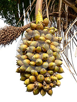 Palm kernel on palm tree.