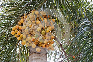 Palm kernel