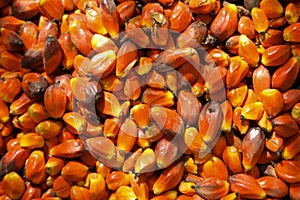 Palm Kernels