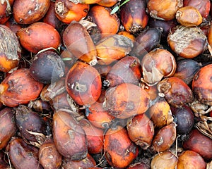 Palm kernels