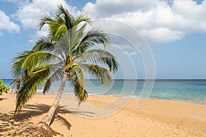 Palm on La Perle Beach, Guadeloupe photo