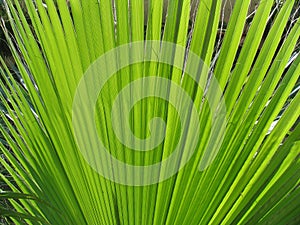 Palm leaf