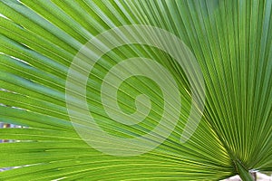 Palm leaf