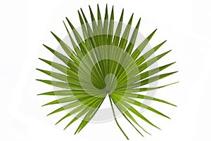 Palm Leaf