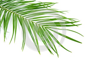 Palm leaf