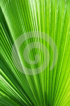 Palm leaf