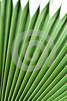 Palm leaf photo