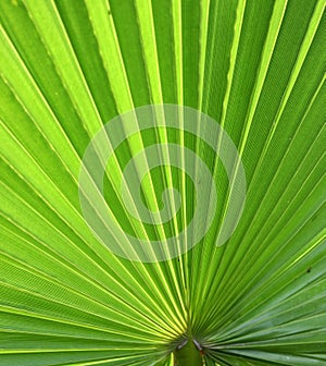 Palm leaf