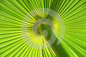 Palm leaf