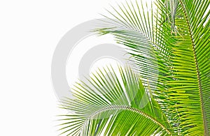 Palm leaf