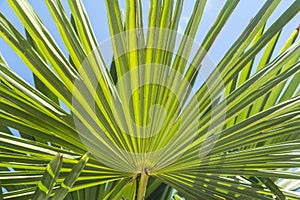 Palm leaf