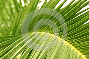 Palm leaf