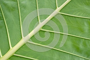 Palm leaf