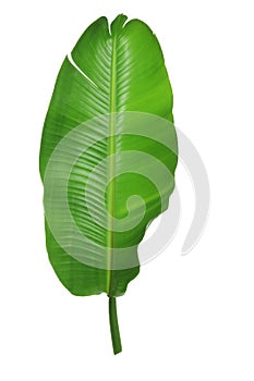 Palm Leaf