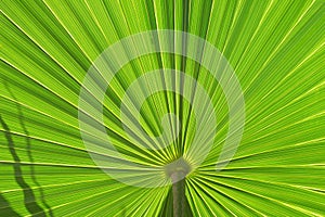 Palm Leaf