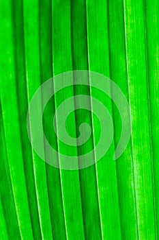 Palm Leaf