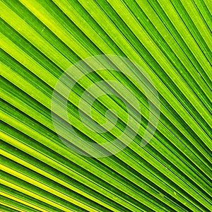 Palm leaf